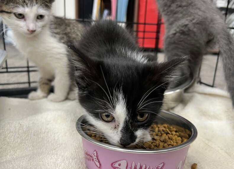 three kittens