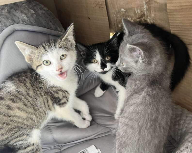 three kittens