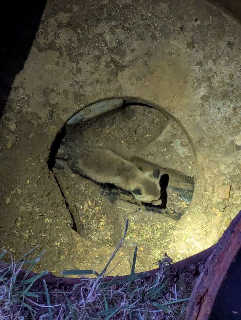 fox cub trapped in storm drain