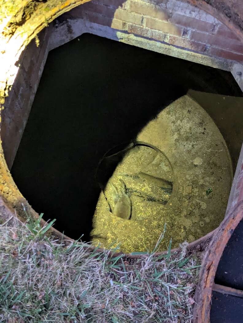 fox cub trapped in drain