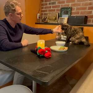cat dodo dream date