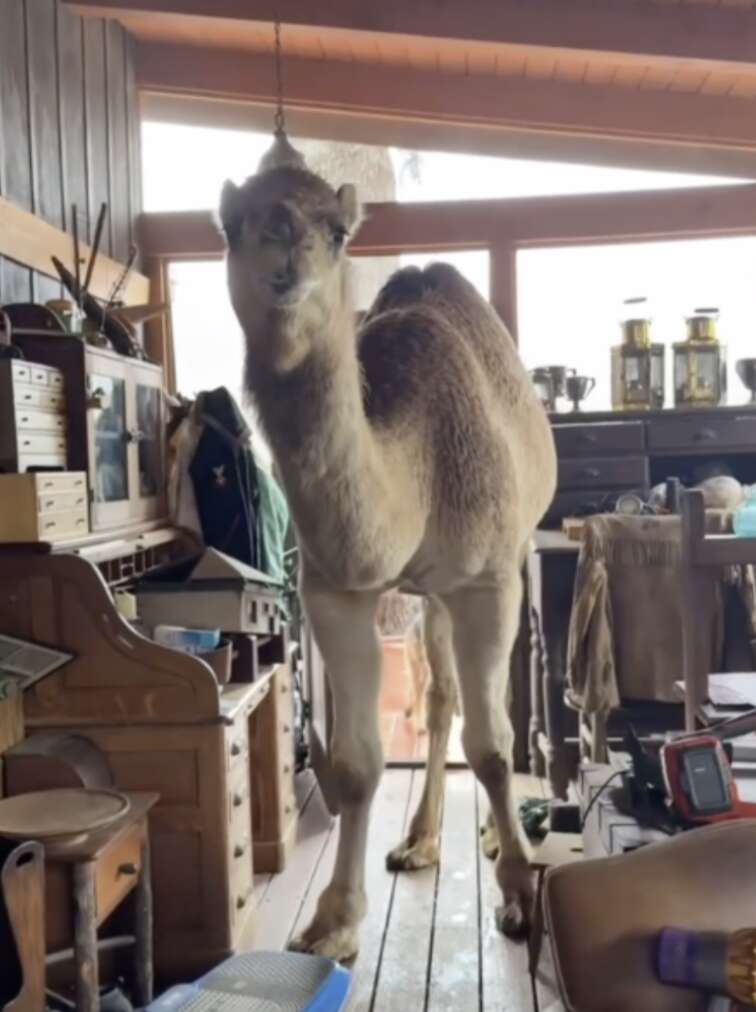 ラクダが家の中にいる