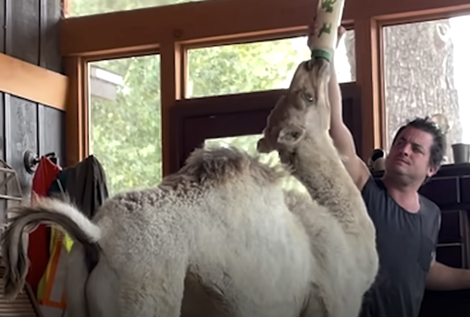 Baby Camel Keeps Breaking Into This Guy’s House For The Sweetest Reason ...