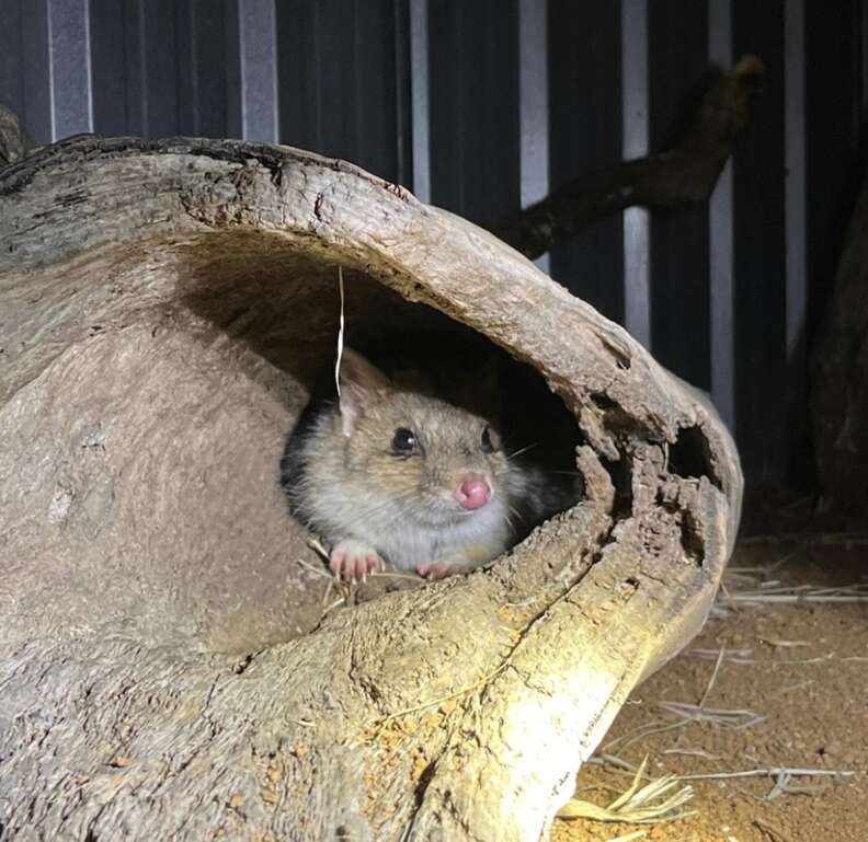 quoll in log