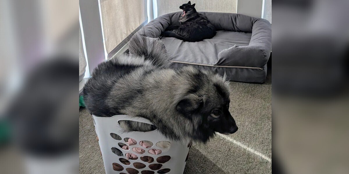 Man Notices Dog Squeezing Into Tiny Spaces — Then Realizes Sweet Reason Why