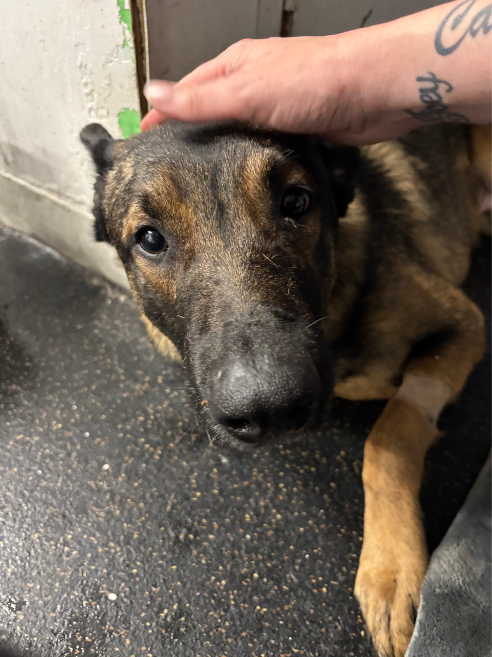 Heartbroken Rescue Dog Refuses To Walk — Until He Sees His Friends ...