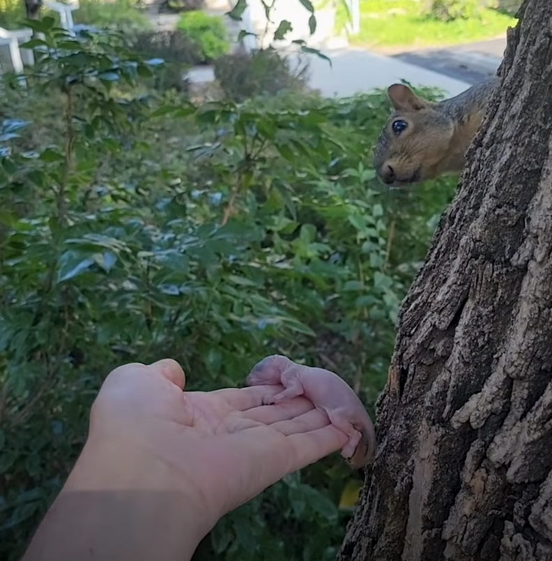 squirrel