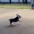 Pure Joy As 16-Year-Old Dog Treated For Arthritis Gets To Do Zoomies Again