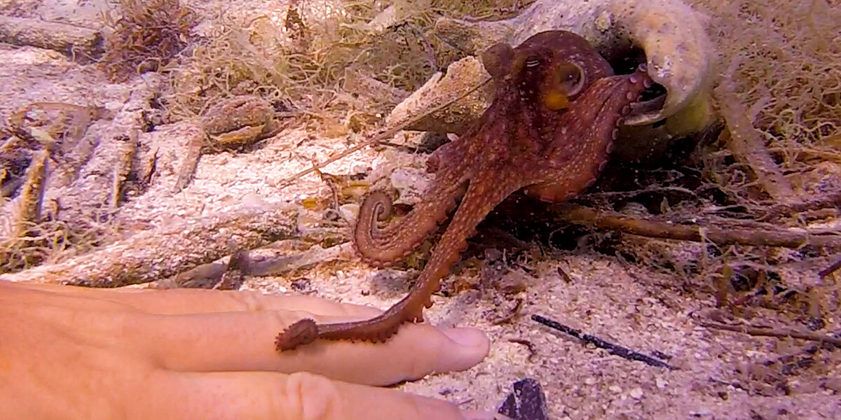 Tiny Octopus Befriends Diver Who Visits Him Everyday - Videos - The Dodo