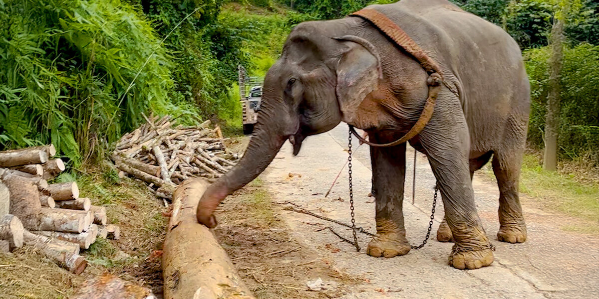 Elephant In Chains Elephant Is Finally Freed From Chains After 55 Years - Videos - The Dodo
