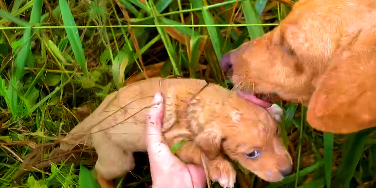 Dog Leads Rescuers To Her Puppies Deep In Jungle - Videos - The Dodo