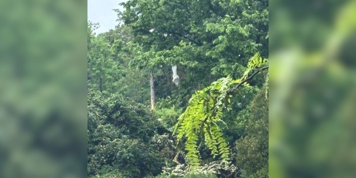 White Object Dangling From Tree Is Actually Beautiful Animal In Danger ...