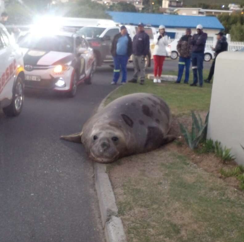 ゾウアザラシが道路を歩いている様子