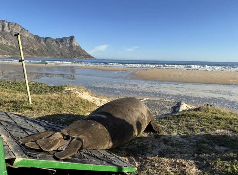ゾウアザラシがビーチに戻る様子