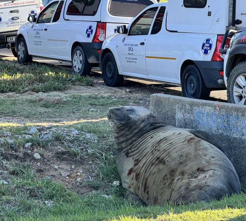 seal in a ditch