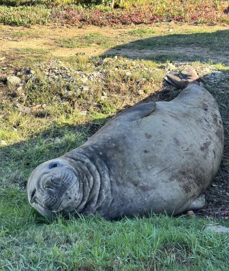ゾウアザラシが芝生に横たわっている様子