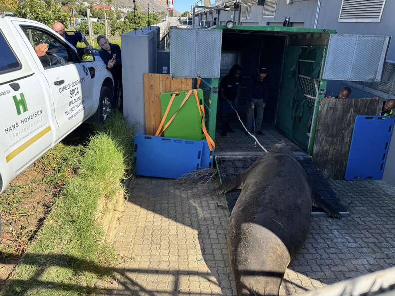 ゾウアザラシが救助される様子