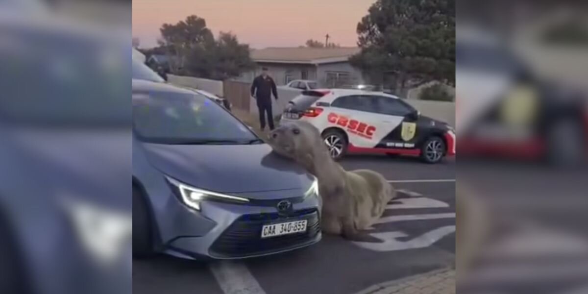 'Massive' Animal Stops Traffic When He Makes Unexpected Visit To Suburbs