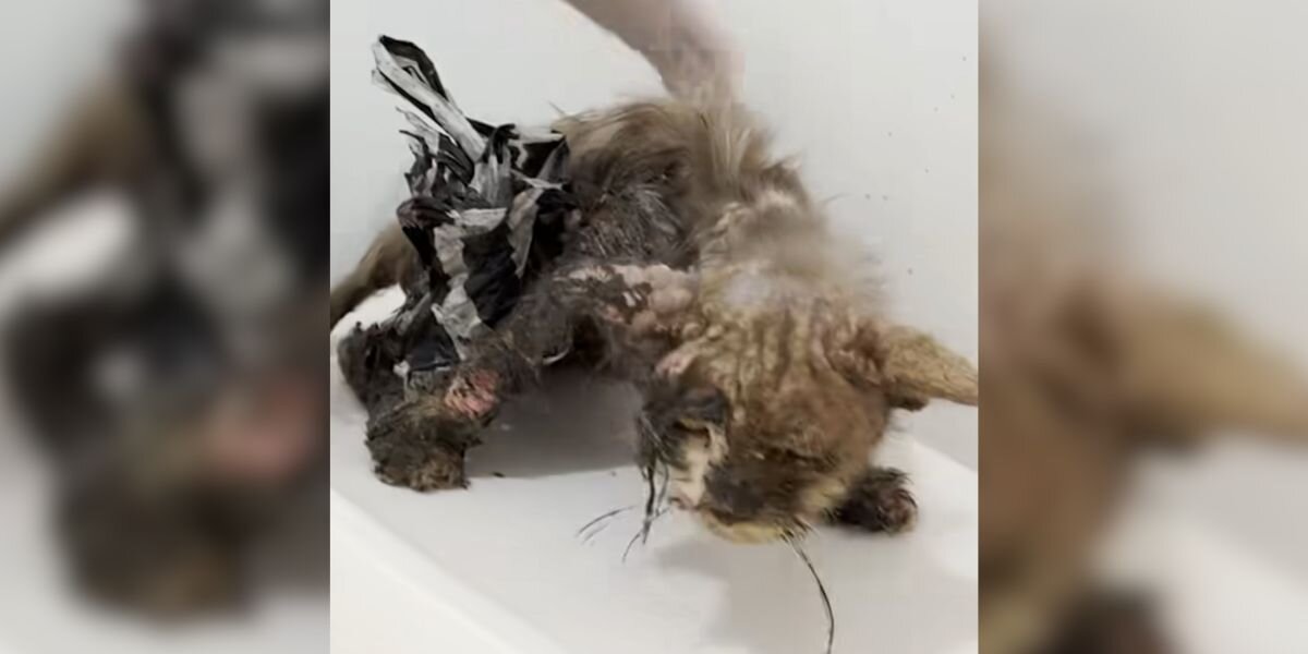 Skinny Cat Covered In Glue Transforms Into Gorgeous, Fluffy Boy With A Little Love