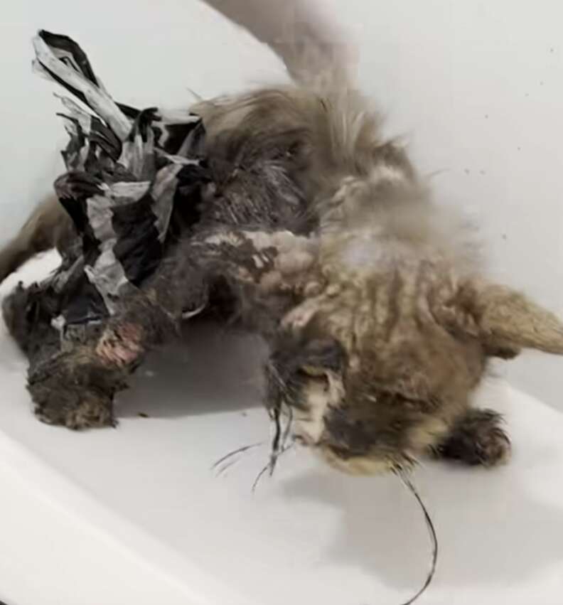 Timothy the cat covered in glue and severely malnourished
