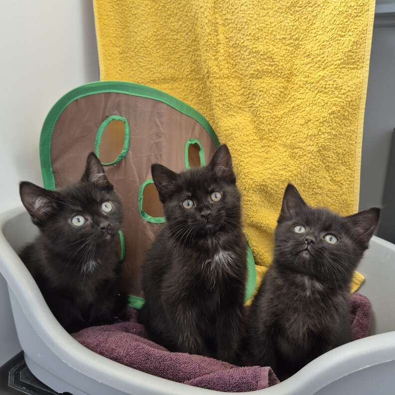 Adorable rescued kitten sitting comfortably