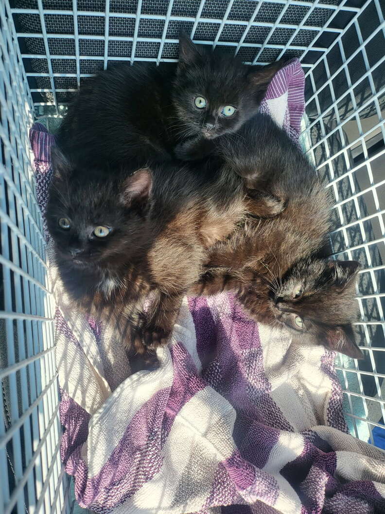 Three rescued kittens Rigatoni, Penne, Macaroni in shelter