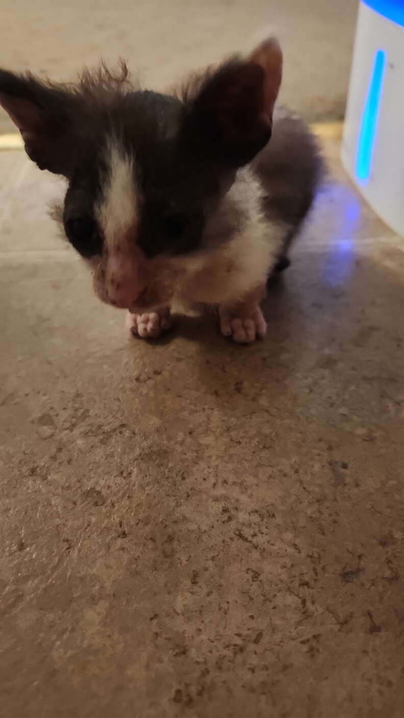 Sewer Rat showing signs of ringworm infection but receiving love and care
