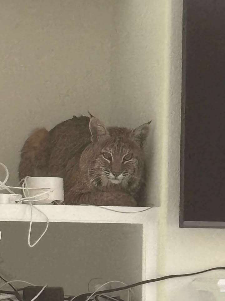 ボブキャットの画像