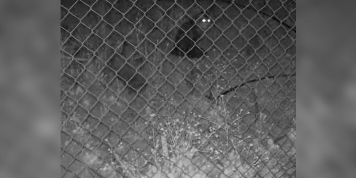 Heartwarming Reunion: Pet Cat Missing for 45 Days Finally Found Safe
