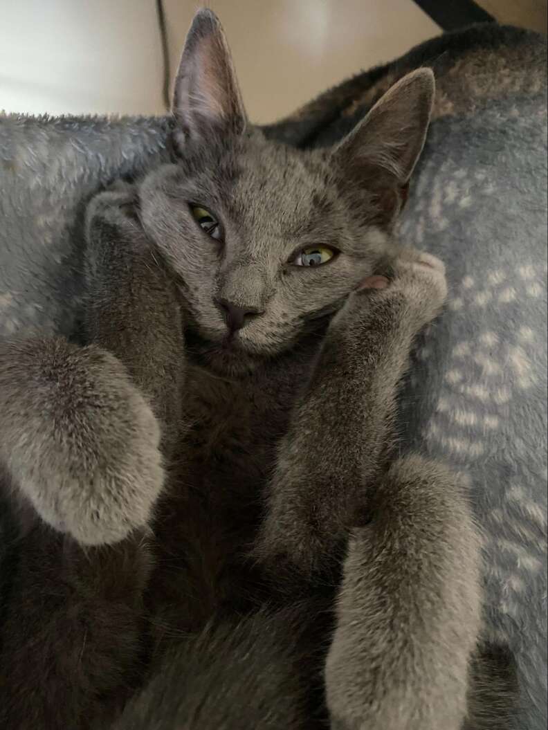 Missing cat flyer and search efforts