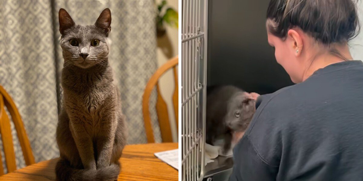 She Never Stopped Hoping Her Cat Had Survived — Then Came A Life-Changing Call - The Dodo - For Animal People