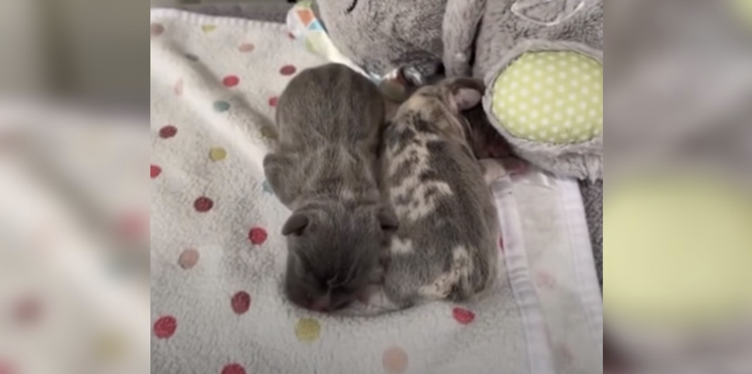 Nobody Wanted These Tiny Babies Because They Were Born Different - The Dodo