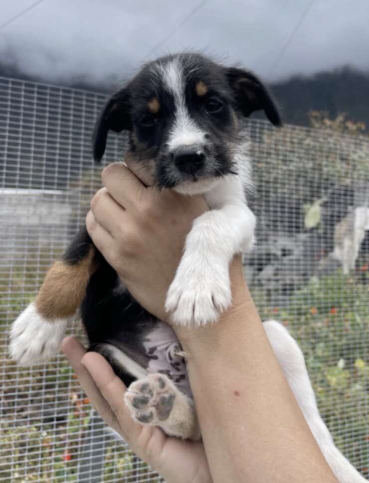 puppy 