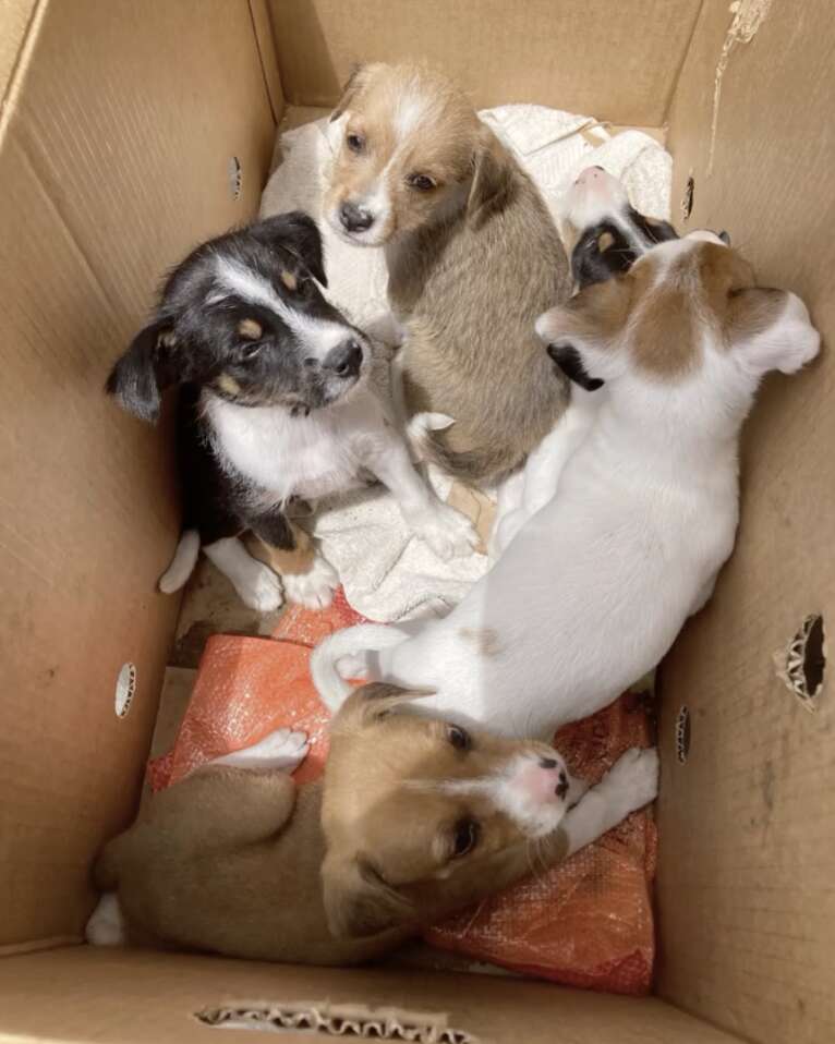 puppies in box 