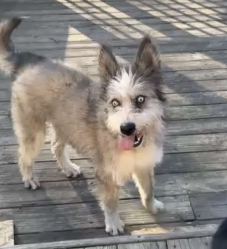 Blind Dog Collapses Outside Diner, Hoping Someone Might Notice Him