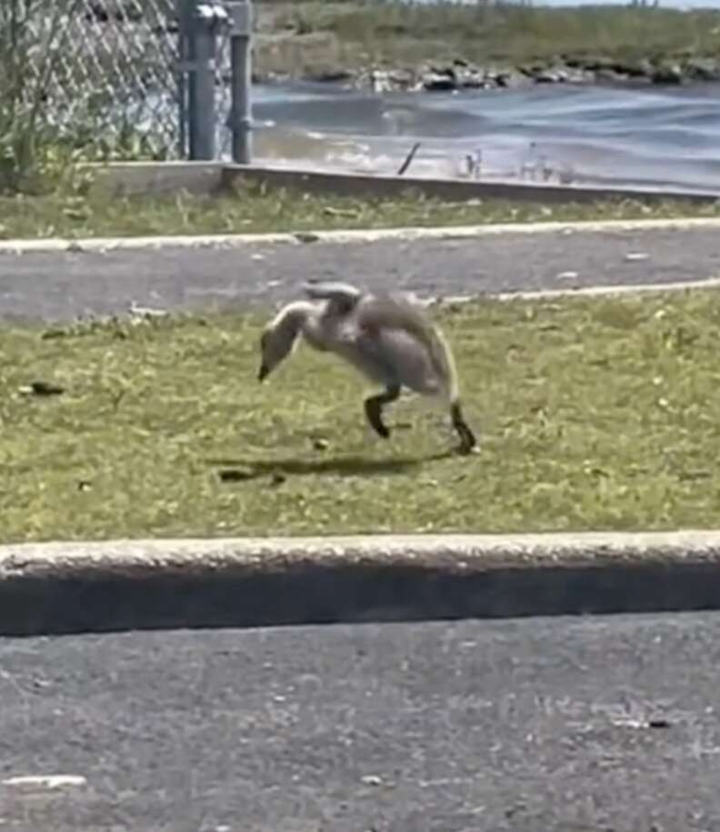 ケガをしたゴスリング