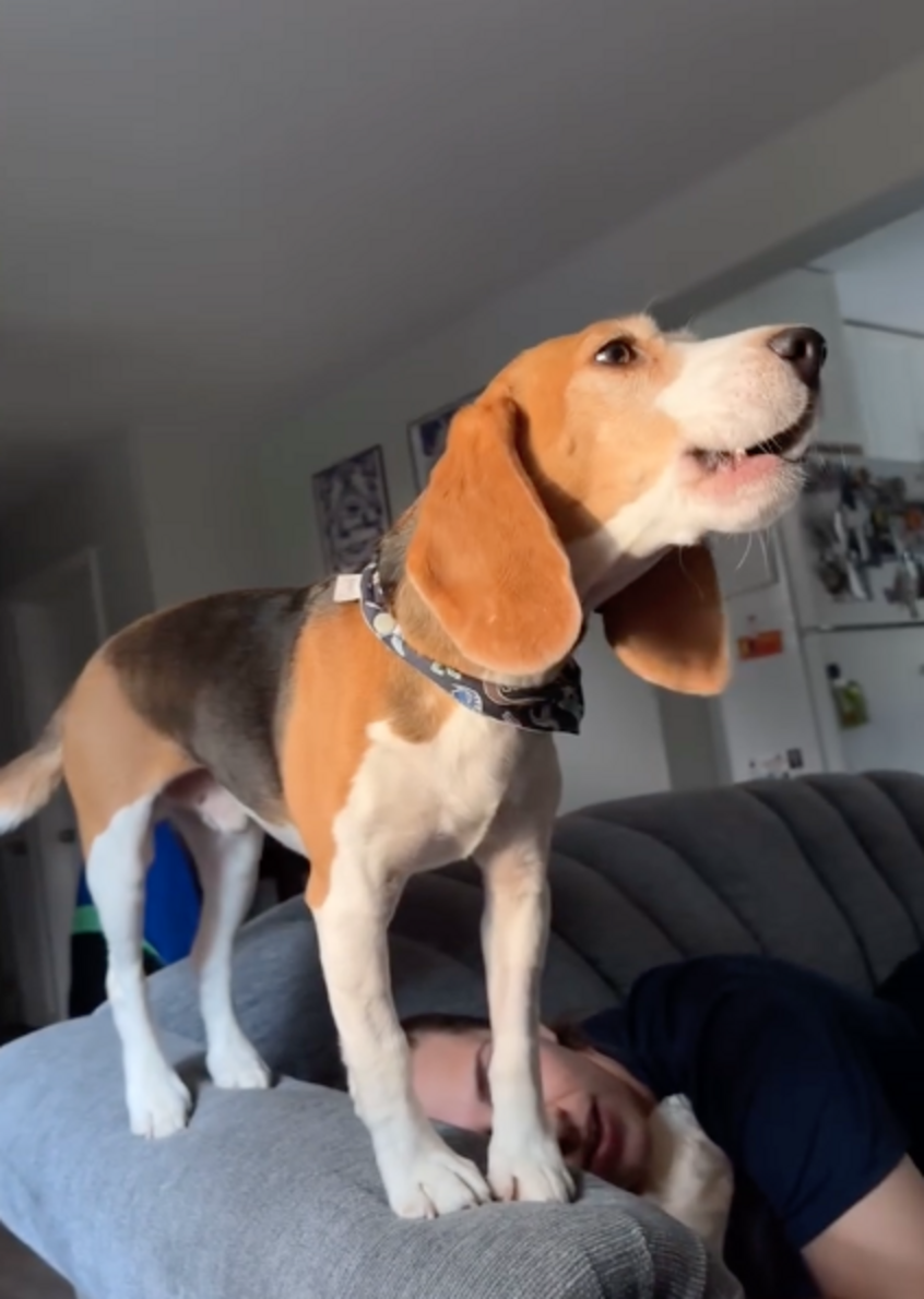 This Lab Beagle Was Never Supposed To Howl — Now He's Finally Learning ...
