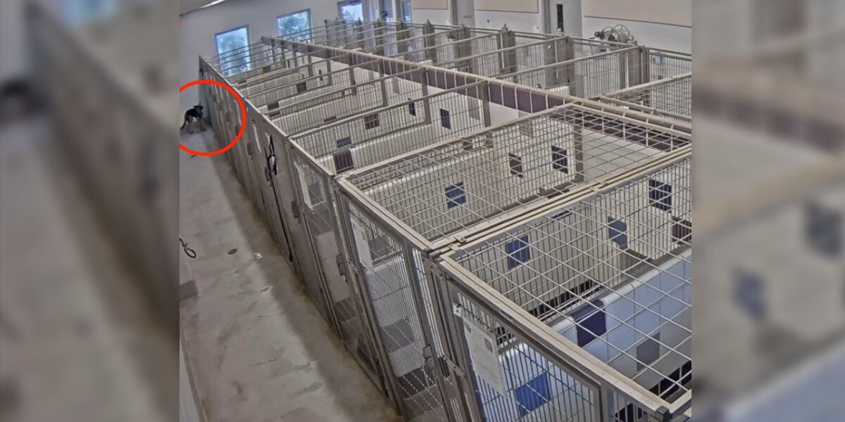 Shelter Staff Stunned To See Dog Outside Her Kennel — Then They Check The Video