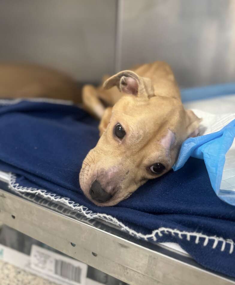 Sweet Pup Found 'Clinging To Life' In Wire Crate Completely Transforms With A Little Love
