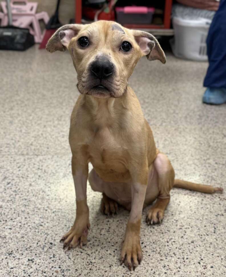 Sweet Pup Found 'Clinging To Life' In Wire Crate Completely Transforms With A Little Love