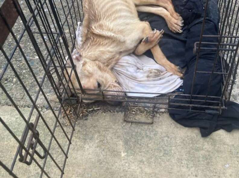Sweet Pup Found 'Clinging To Life' In Wire Crate Completely Transforms With A Little Love