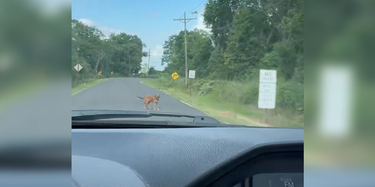 Driver Gets The 'Urge' To Take A Detour, Then A Face Appears On The Road