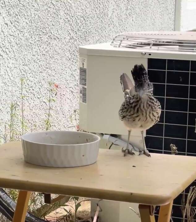 ラヴィ
