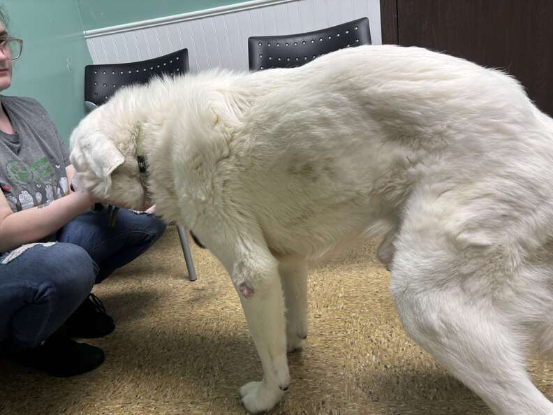 senior dog