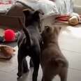 Watch: Blind Puppy Joyfully Reunites With Sister She Thought Was Gone Forever