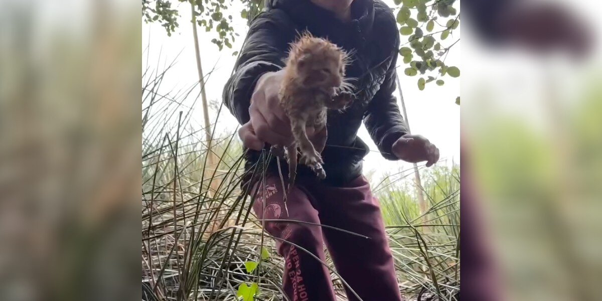 Guy Hears Cries During Hailstorm — Then Saves An Entire Family - The Dodo - For Animal People