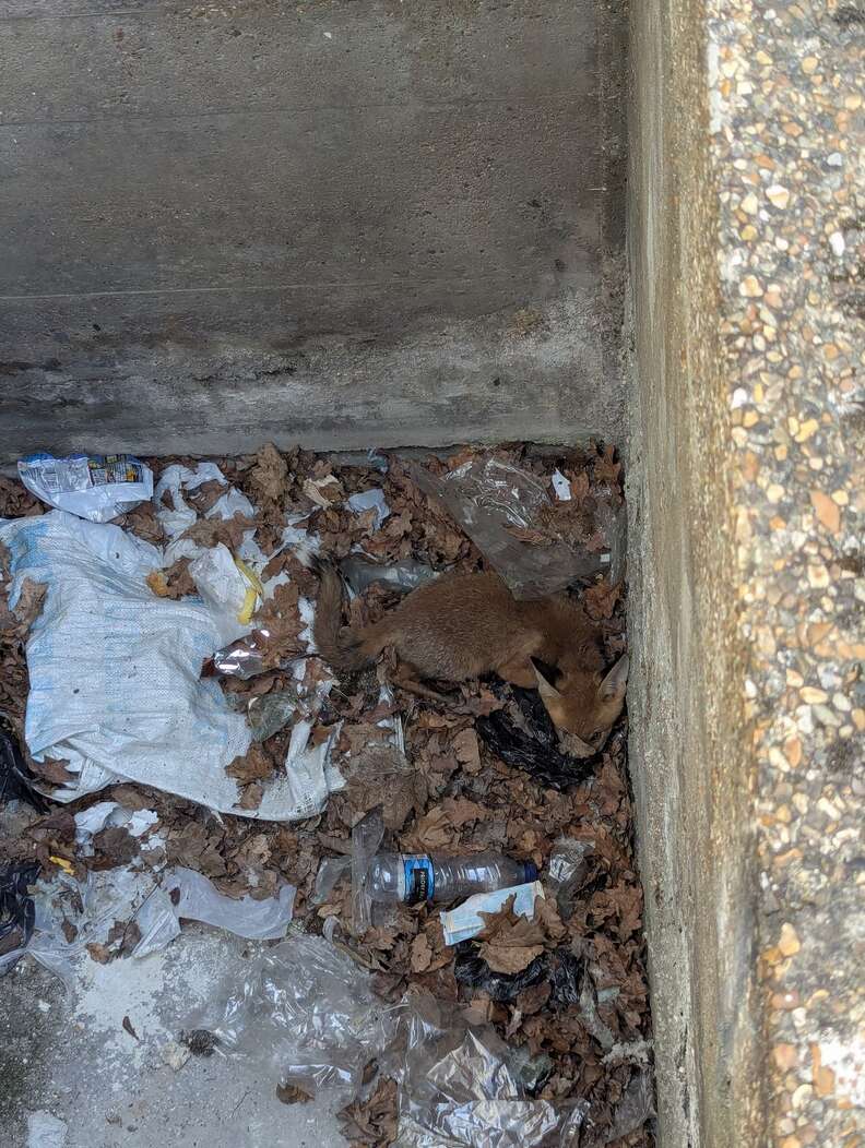 Nurses Shocked When They Spot Someone Shivering At The Bottom Of Hospital Drain