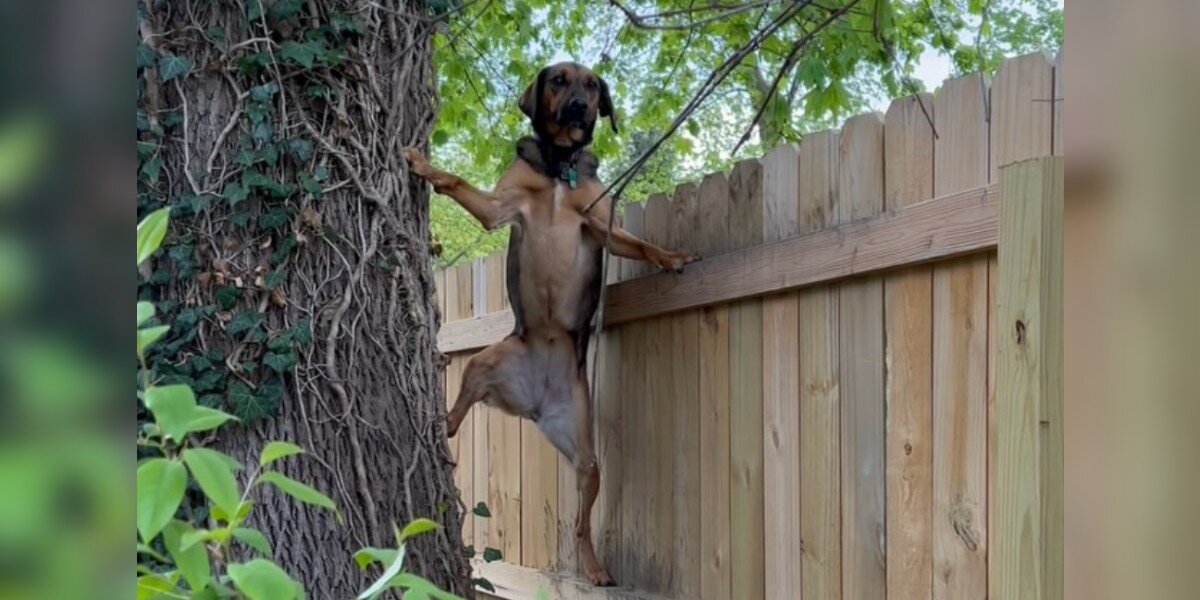 Woman Catches Her Dog Scaling Backyard Fence — Then Realizes Sweet Reason Why