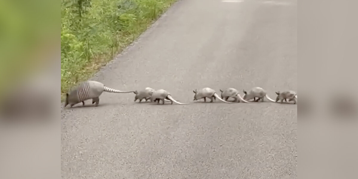 Rare Family Crossing Road Causes Driver To Stop In Her Tracks