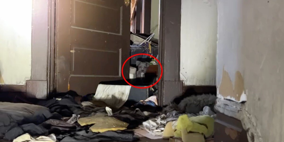 Rescuers Enter An Abandoned House And Find So Many Babies Watching Them